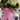 Pink Gingham Ruffle Revival Shirt L 325