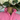 Pink Gingham Lined Ruffle Revival Shirt S 327